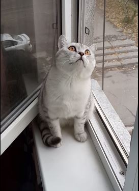 ΒΙΝΤΕΟ-Τι είδε η γάτα και “μαρμάρωσε”