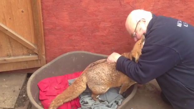 ΒΙΝΤΕΟ-Aυτή η αλεπού νομίζει ότι είναι… σκύλος