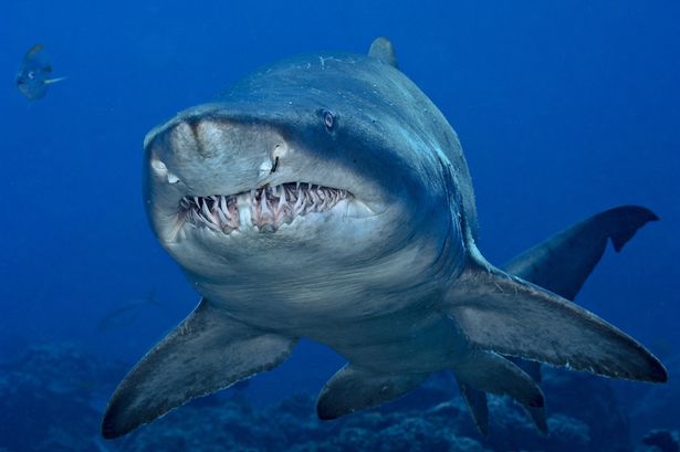 Tiger shark