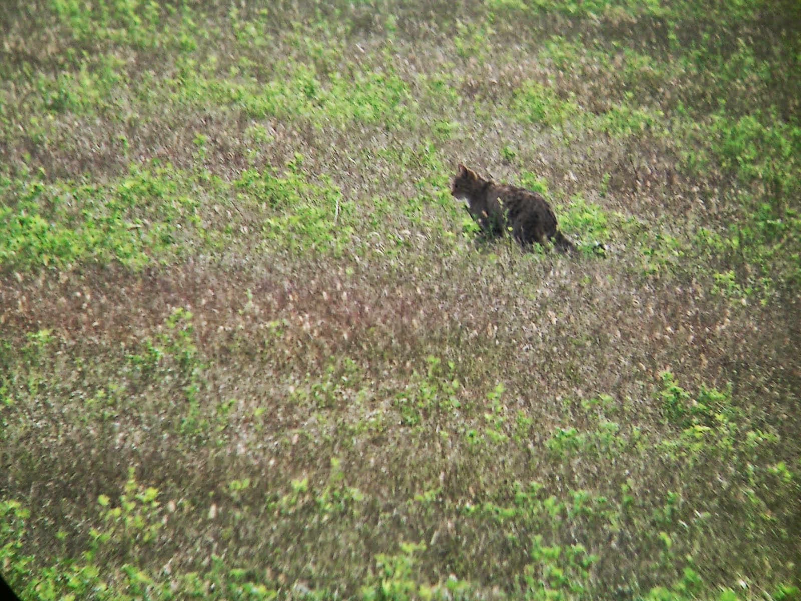 ΦΩΤΟ-Αγριόγατα στις εκβολές του ποταμού Αχέροντα