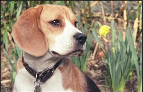 Σκότωσε το σκύλο του γείτονα γιατί τον… ενοχλούσε