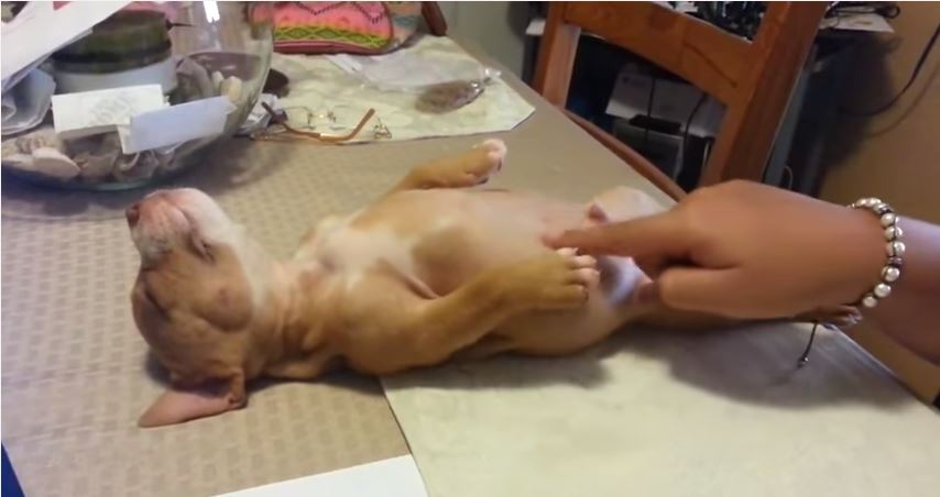 ΒΙΝΤΕΟ-Ο σκύλος που δεν θέλει να ξυπνήσει