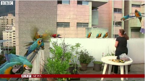 ΒΙΝΤΕΟ-700 παπαγάλοι κατέκλυσαν το Καράκας