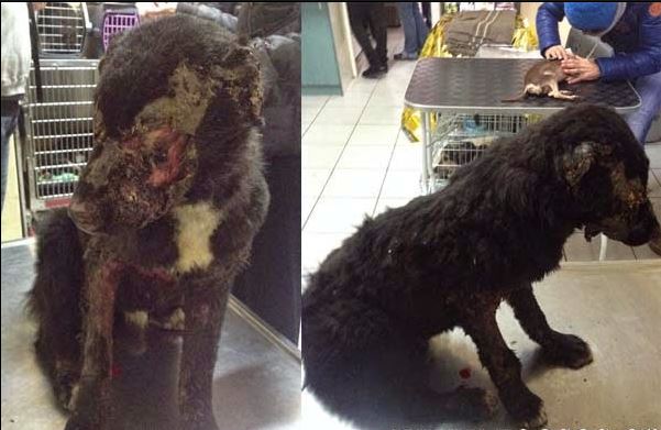 ΦΩΤΟ-Τύφλωσαν σκύλο με οξύ