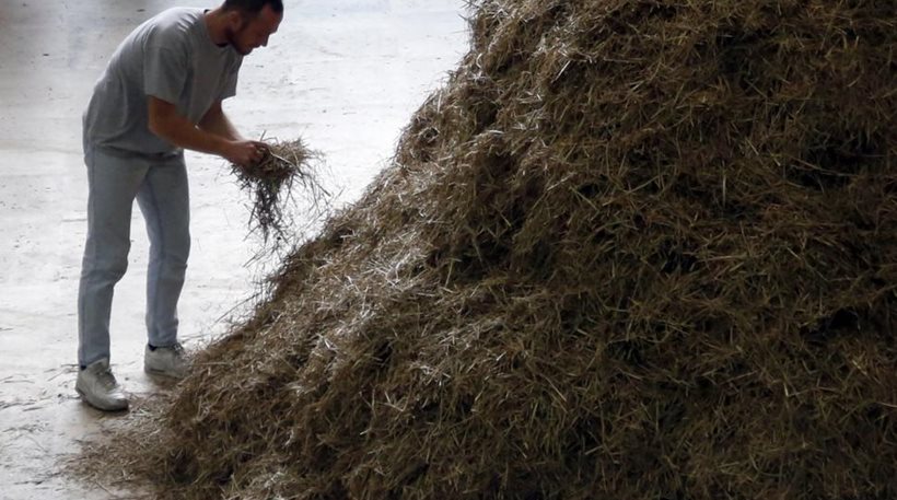 ΒΙΝΤΕΟ-Βρήκε βελόνα στα… άχυρα