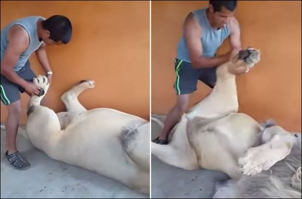 ΒΙΝΤΕΟ-Ο άνδρας που κάνει μασάζ σε λιοντάρι