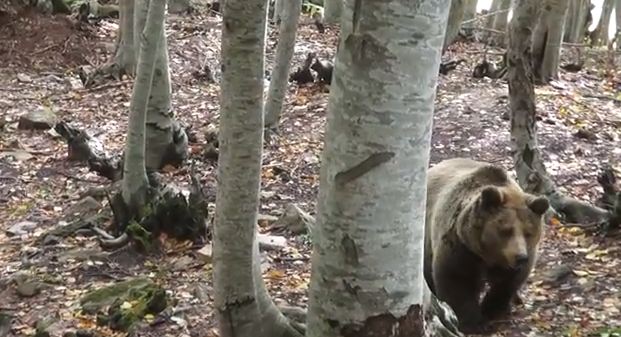 ΦΩΤΟ-Σκότωσαν νεαρή αρκούδα στο Μέτσοβο