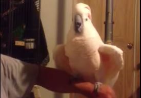 ΒΙΝΤΕΟ-Παπαγάλος ξεκαρδίζεται στα γέλια