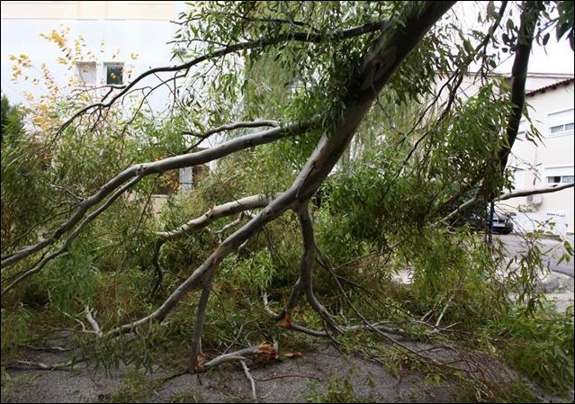 ΦΩΤΟ-Έπεσε δέντρο πάνω σε αυτοκίνητο στη Λαμία