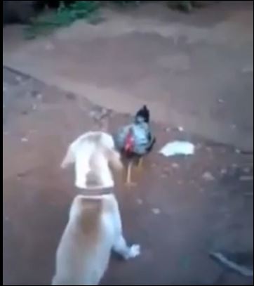 ΒΙΝΤΕΟ-Αυτός ο κόκορας νίκησε έναν… σκύλο