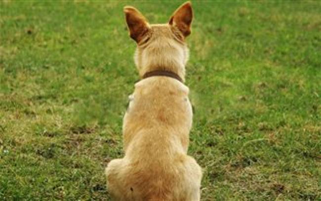 Επιχείρηση διάσωσης σκύλου στην Καρδίτσα