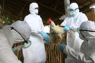 Συναγερμός στην Ολλανδία για την γρίπη των πτηνών