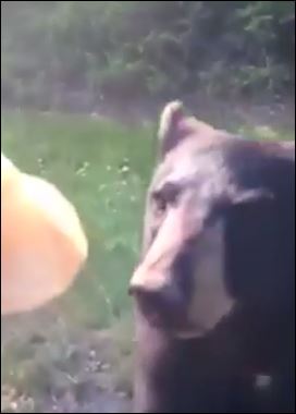 ΒΙΝΤΕΟ-Αρκούδα τρώει πατατάκια