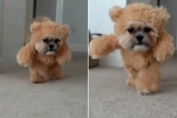 ΒΙΝΤΕΟ-Το σκυλάκι που έχει τρελάνει τους χρήστες του διαδικτύου