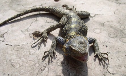 Νέο είδος ερπετού στην Κρήτη