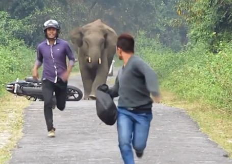 ΒΙΝΤΕΟ-Ο δικυκλιστής τρέχει να γλυτώσει από τον… ελέφαντα