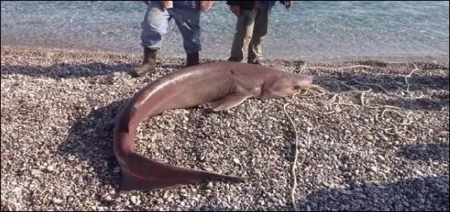 ΦΩΤΟ-Ψάρι … 120 κιλών έπιασαν στον Τυρό