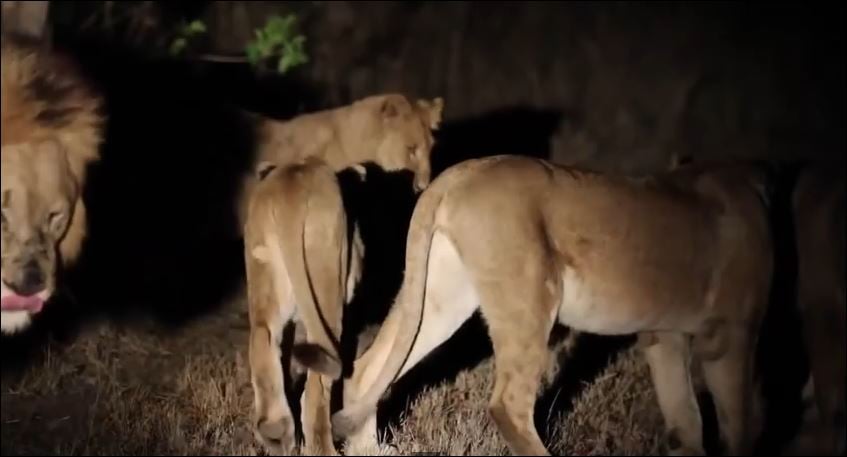 ΒΙΝΤΕΟ-Δείτε ποιο ζώο φοβήθηκαν 17 λιοντάρια