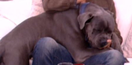 ΒΙΝΤΕΟ-Σκύλος δάγκωσε γνωστό ηθοποιό