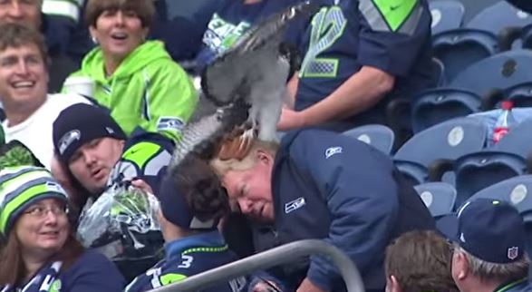 ΒΙΝΤΕΟ-Γεράκι προσγειώνεται στο κεφάλι φιλάθλου