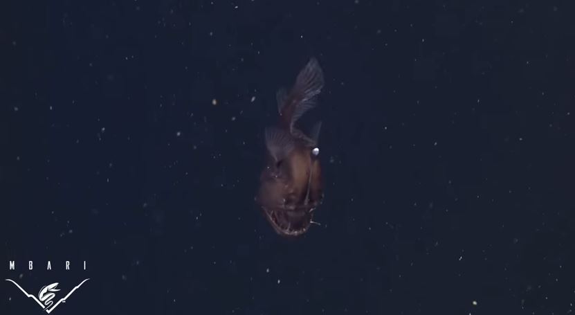 BINTEO-O “Mαύρος Διάβολος” της θάλασσας