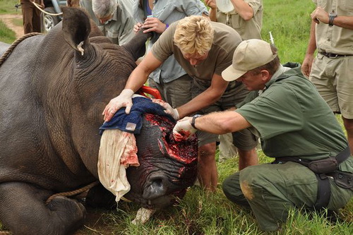 Ποια είδη θα εξαφανιστούν από τη Γη;
