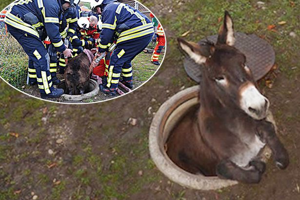 ΦΩΤΟ-Γάιδαρος σφήνωσε σε υπόνομο