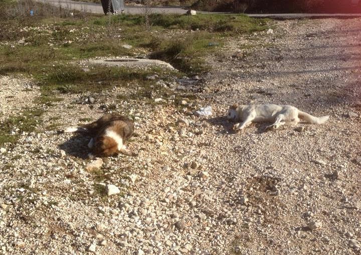 ΦΩΤΟ-Έξι νεκρά σκυλιά από δηλητηρίαση