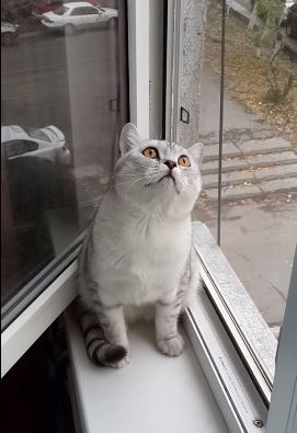 ΒΙΝΤΕΟ- Όταν τα μάτια μιας γάτας “κολλάνε”