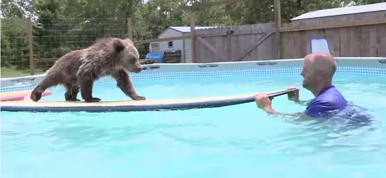 ΒΙΝΤΕΟ-Αρκουδάκι μαθαίνει να κολυμπά με τη βοήθεια μιας σανίδας σερφ