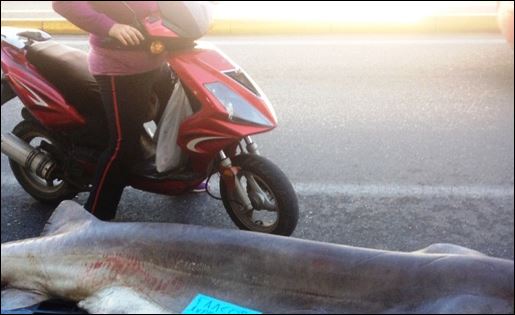 ΦΩΤΟ-Ψάρεψαν γαλέο “γίγα” 310 κιλών