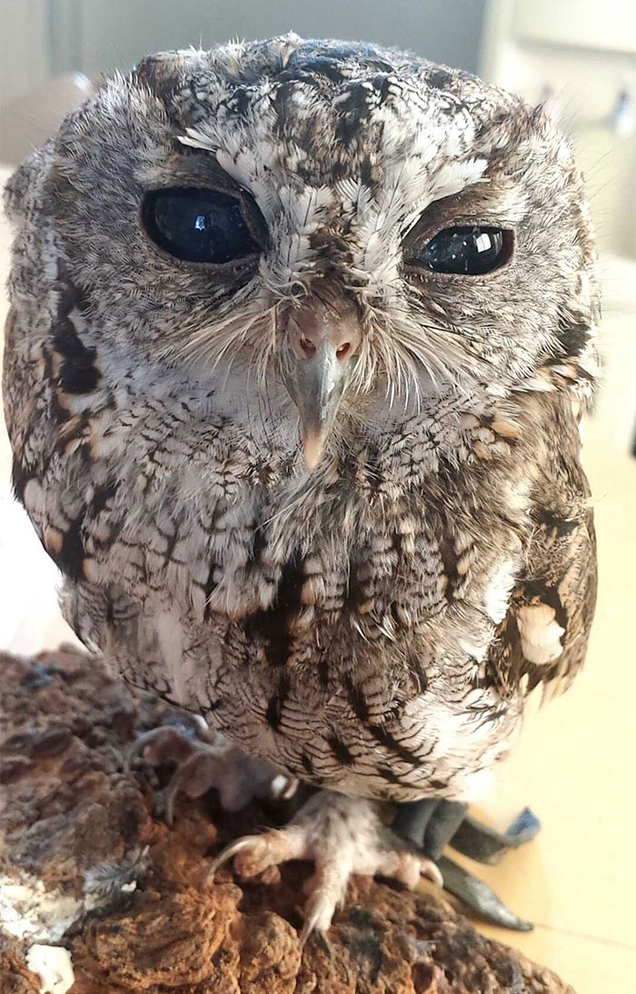 rescued-blind-owl-zeus-1