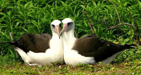 perierga.gr - Τα πιο ρομαντικά ζώα στη φύση!