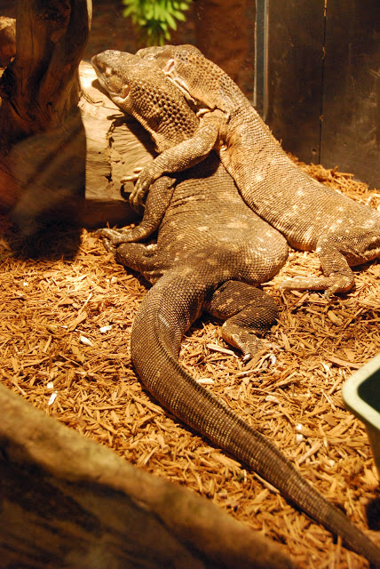 perierga.gr - Τα πιο ρομαντικά ζώα στη φύση!