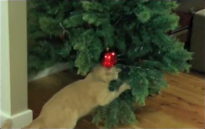 BINTEO-Γάτα “παλεύει” με χριστουγεννιάτικο δέντρο