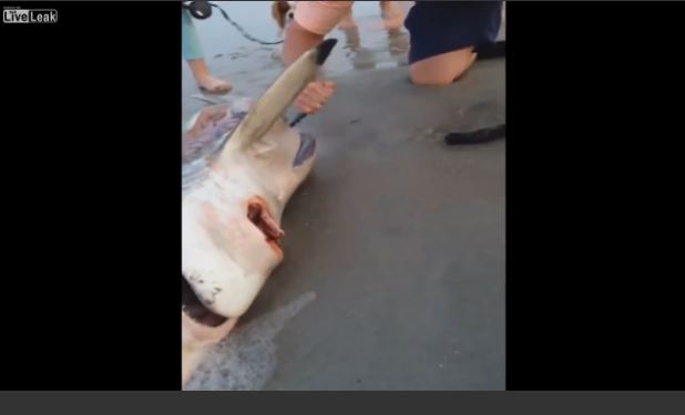 ΒΙΝΤΕΟ-Ξεγέννησαν νεκρό καρχαρία