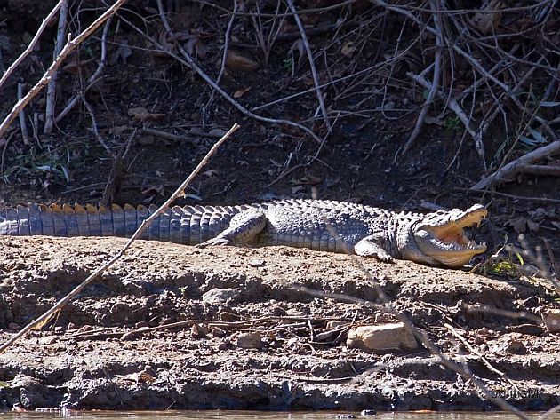 Νέο σχέδιο για τη “σύλληψη” του Σήφη