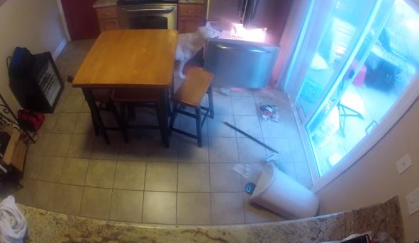 Γιατί να μην αφήνετε τον σκύλο σας μόνο στην κουζίνα – ΒΙΝΤΕΟ