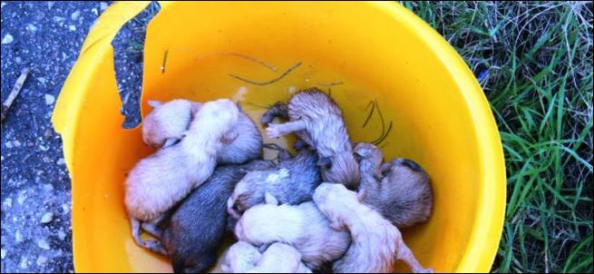 ΦΩΤΟ-Παράτησαν νεογέννητα σκυλάκια σε κάδο ανακύκλωσης