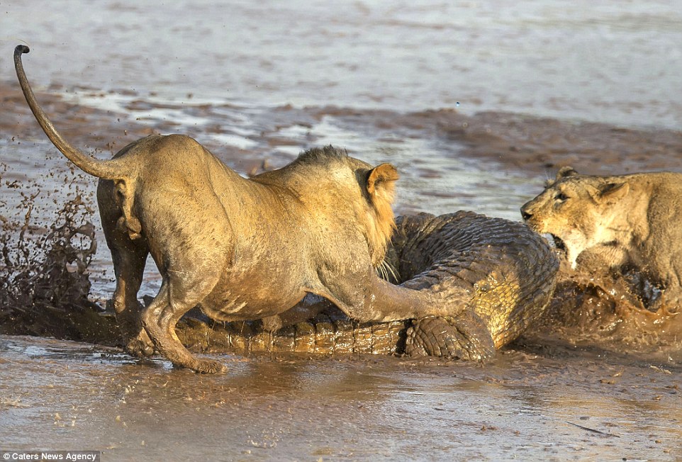 ΦΩΤΟ-«Μάχη» λιονταριών με κροκόδειλο για ένα κουφάρι