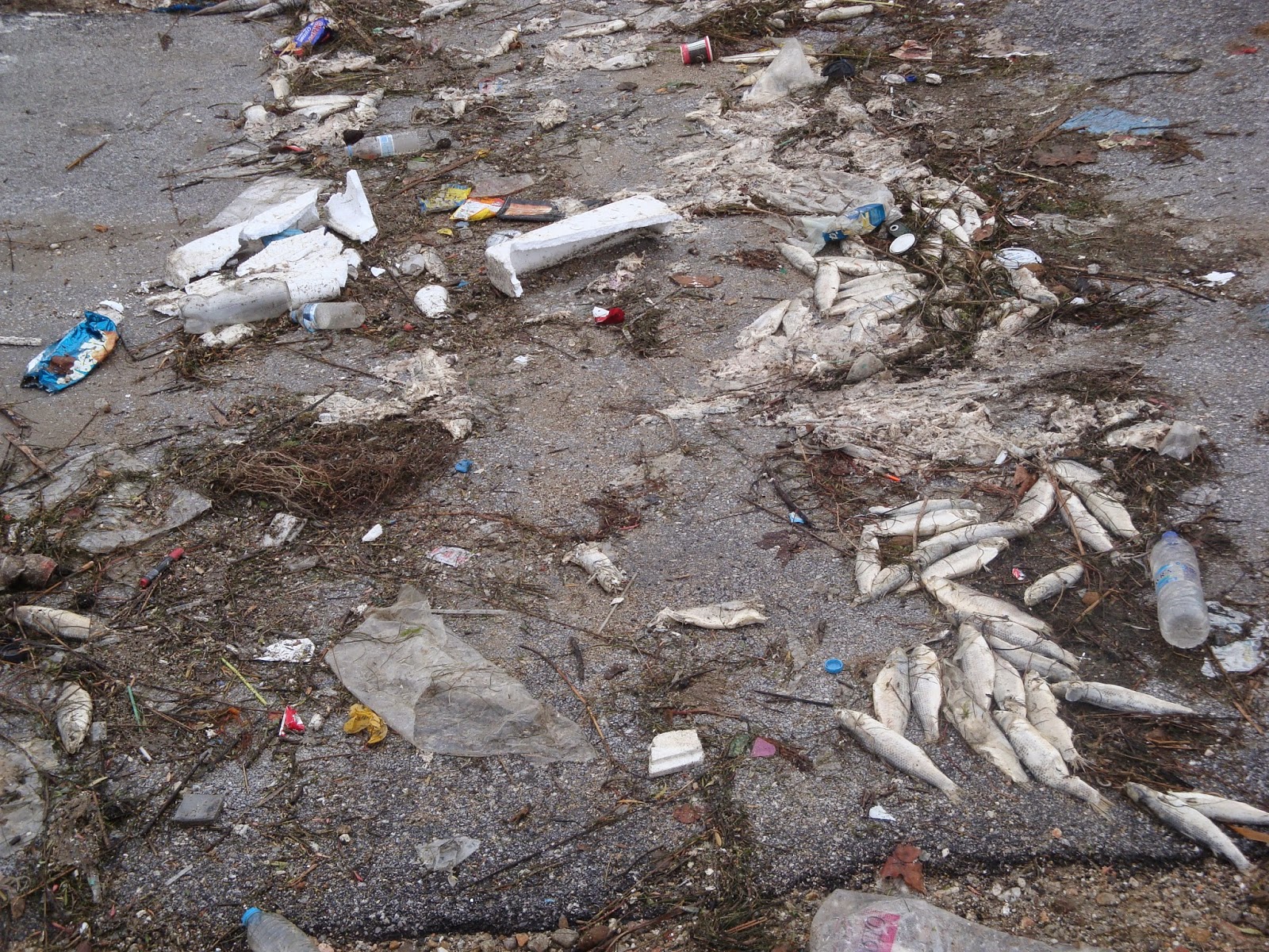 ΦΩΤΟ-Αποπνικτική ατμόσφαιρα από τα νεκρά ψάρια