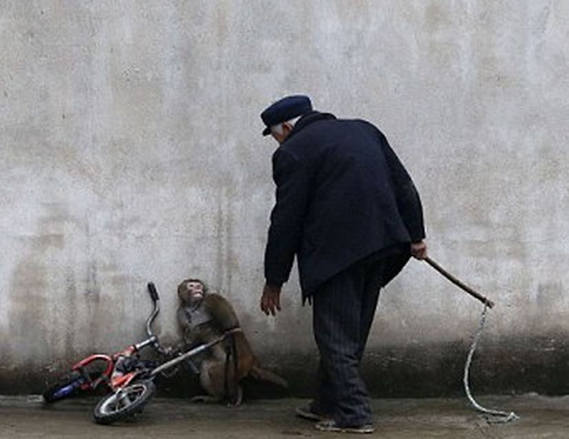 Φωτογραφίες-σοκ από την κακοποίηση ζώων στο τσίρκο