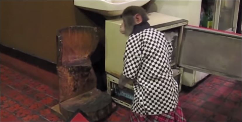 ΒΙΝΤΕΟ-Η μαϊμού… σερβιτόρος