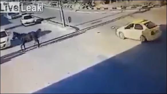 Τροχαίο από άλογα που καλπάζουν στη λεωφόρο – ΒΙΝΤΕΟ