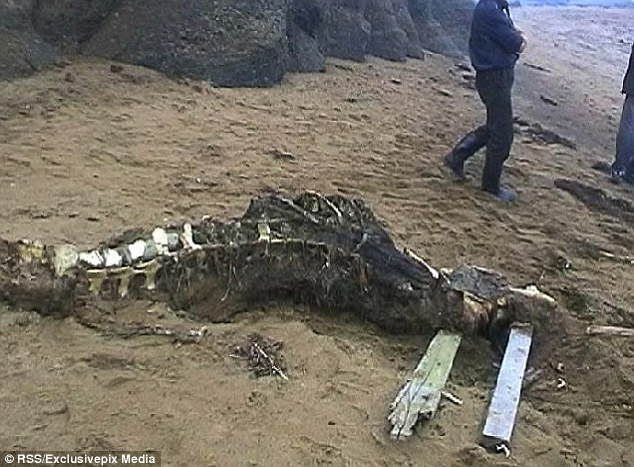The large fossil measured in at around seven metres long and had skin, with hair and fur