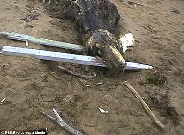 Theories on what the animal might be had ranged from a whale to a plesiosaur, a marine creature from the triassic period, before it was established it was a beluga whale