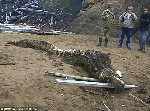 But after being examined by marine experts, it transpired that the skeleton was that of a beluga whale  