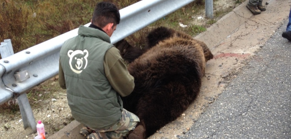 Τέταρτη νεκρή αρκούδα σε τροχαίο