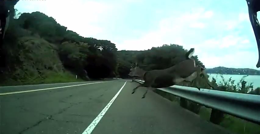 Ποδηλάτης τράκαρε με… ελάφι – ΒΙΝΤΕΟ