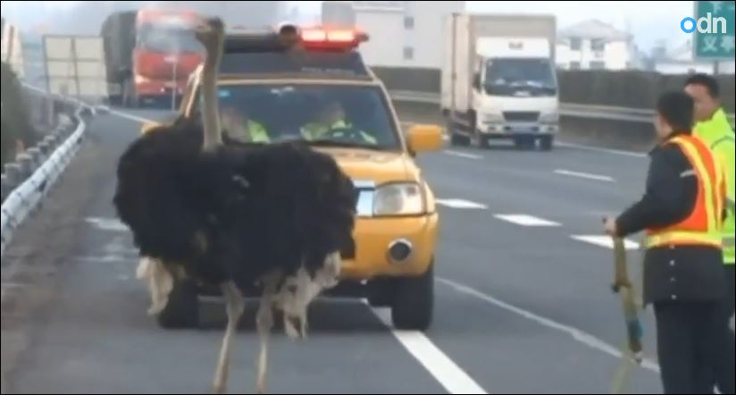 Χάος στη λεωφόρο από μια στρουθοκάμηλο – ΒΙΝΤΕΟ